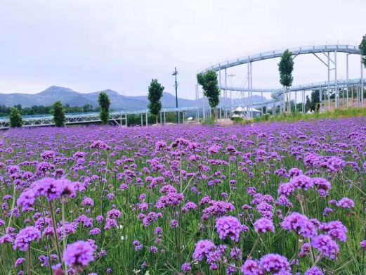 青州杏花村旅游度假区