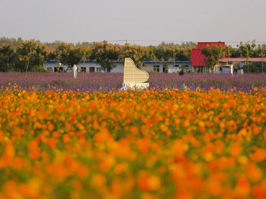 双楼花海