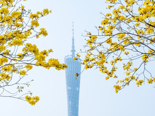 广州赏黄花风铃木