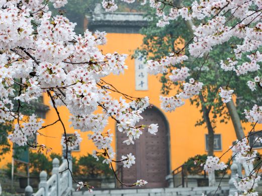 南京赏樱花